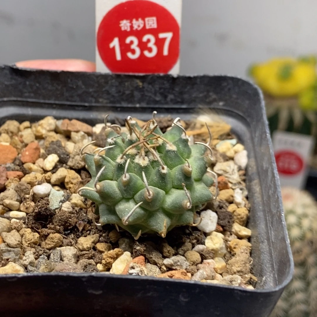 实生安德森娇丽2.8cm
