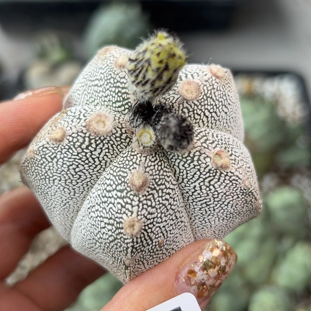 397 苗接落地 无根 仙人球