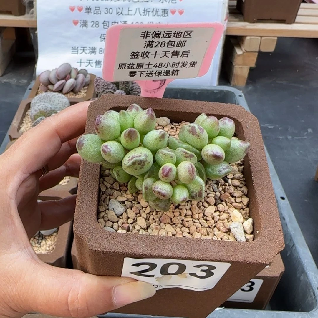 一***子203鼓槌多肉植物