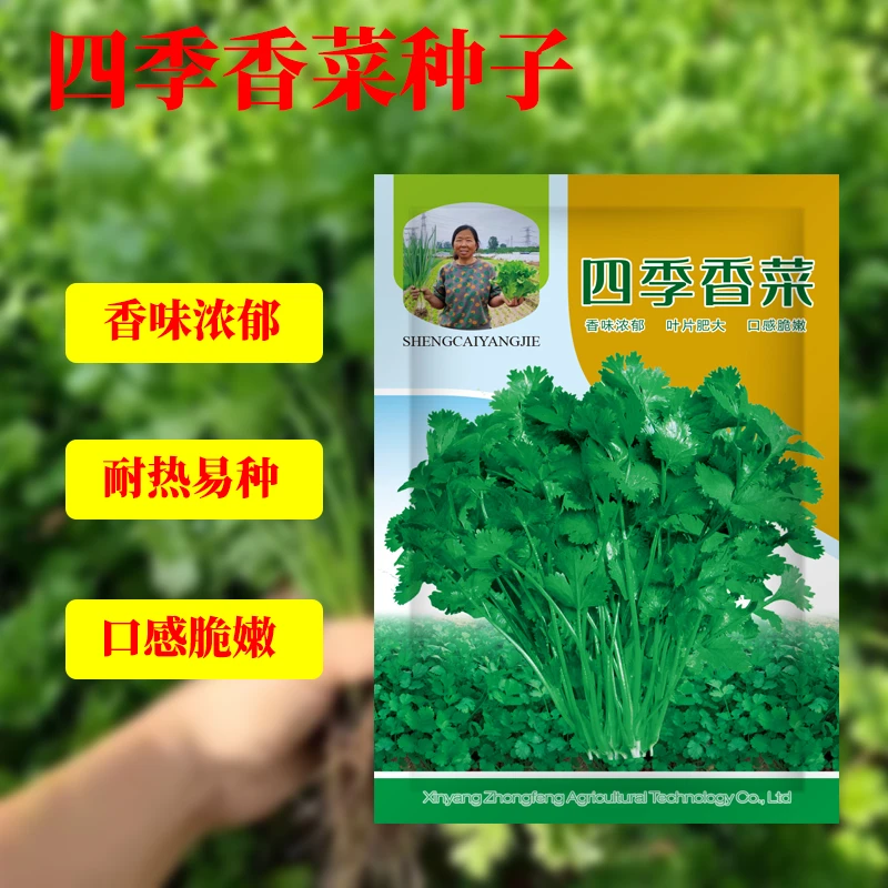 杨姐推荐农家大叶香菜种子速生盆栽阳台简单蔬菜