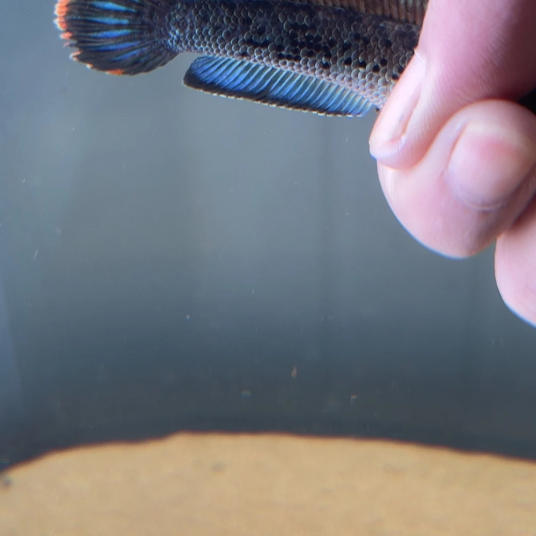 雷龙鱼555551111111