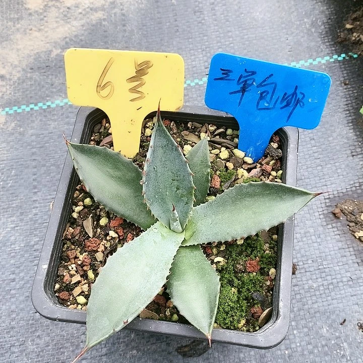 【闪购商品】无花朵龙舌兰赛米娜