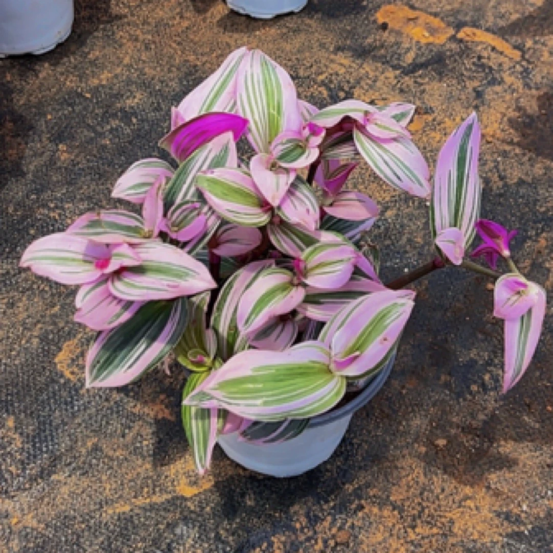 油画婚礼吊兰水培土培好养活室内阳台办公桌四季绿植