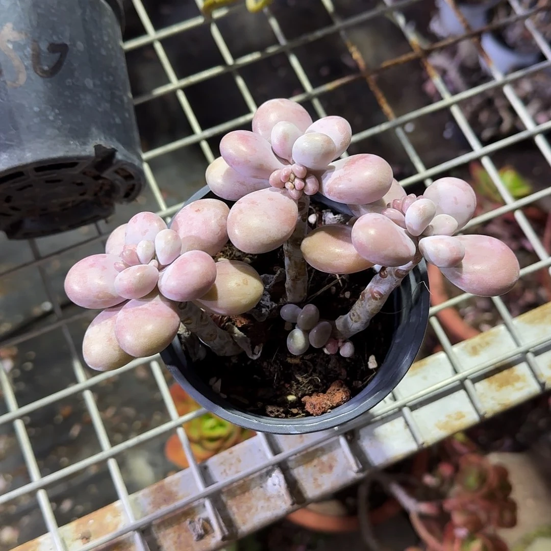 腰子蛋多肉汁英语
