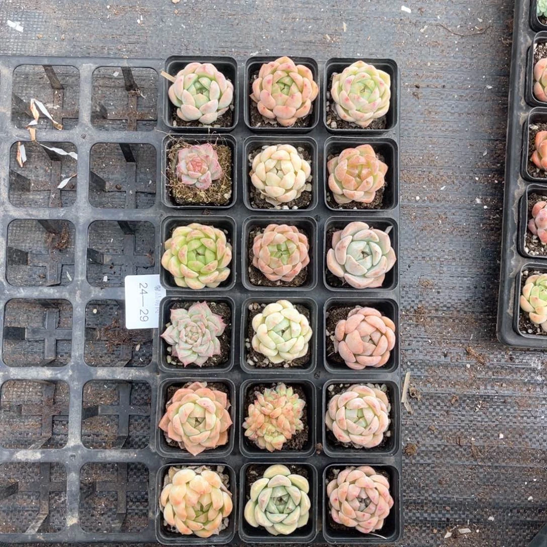 右七一物一拍24-29