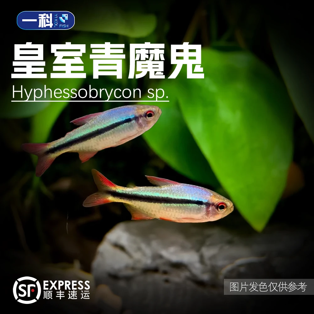 皇室青魔鬼灯鱼南美稀有热带观赏鱼群游好养草缸鱼