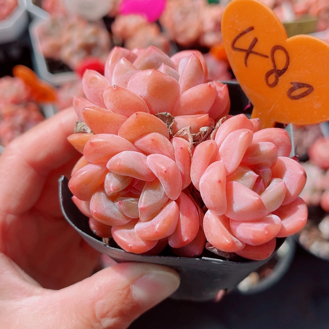 480号小老桩糖心群