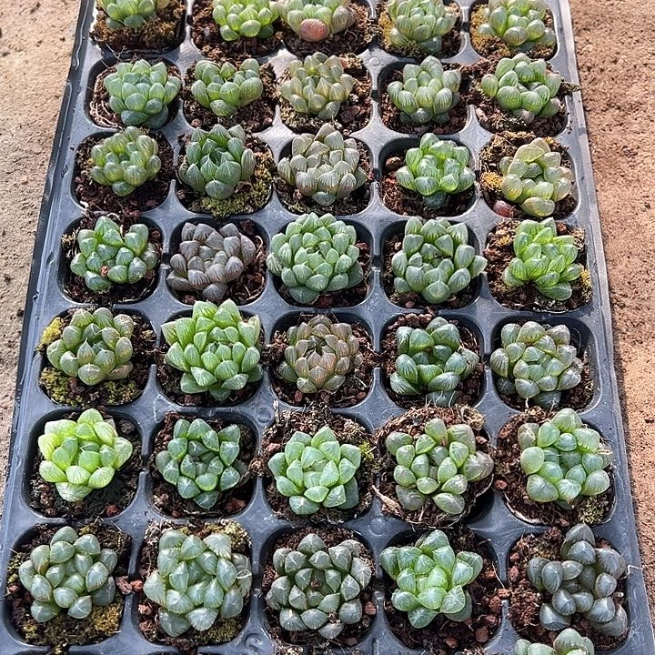 直播福利一物一拍14