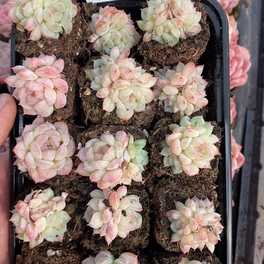 春泥家框拍链接U37