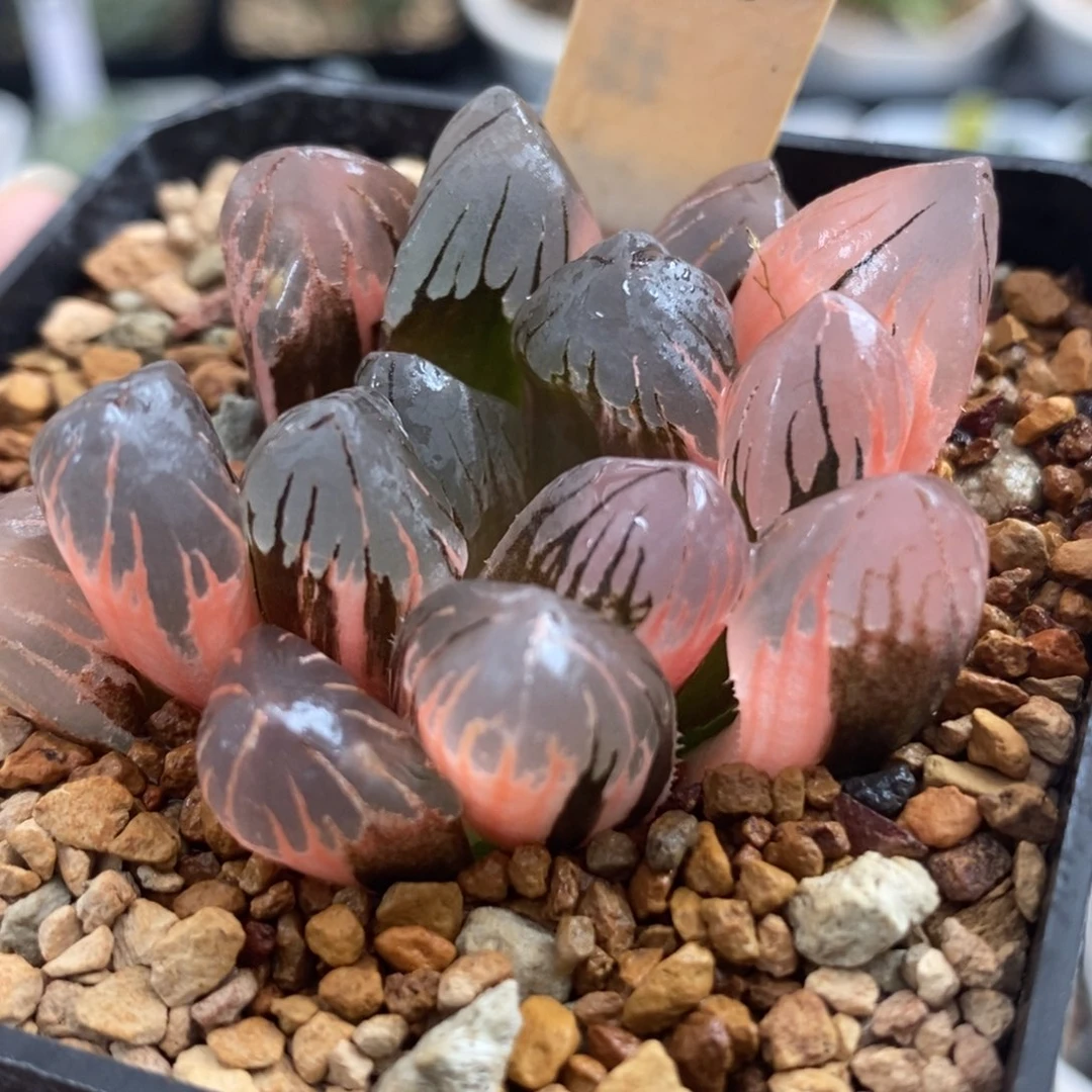 880黑水晶玉露锦一物一拍