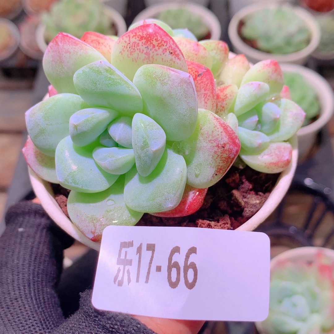 乐然17-66 冰玉群
