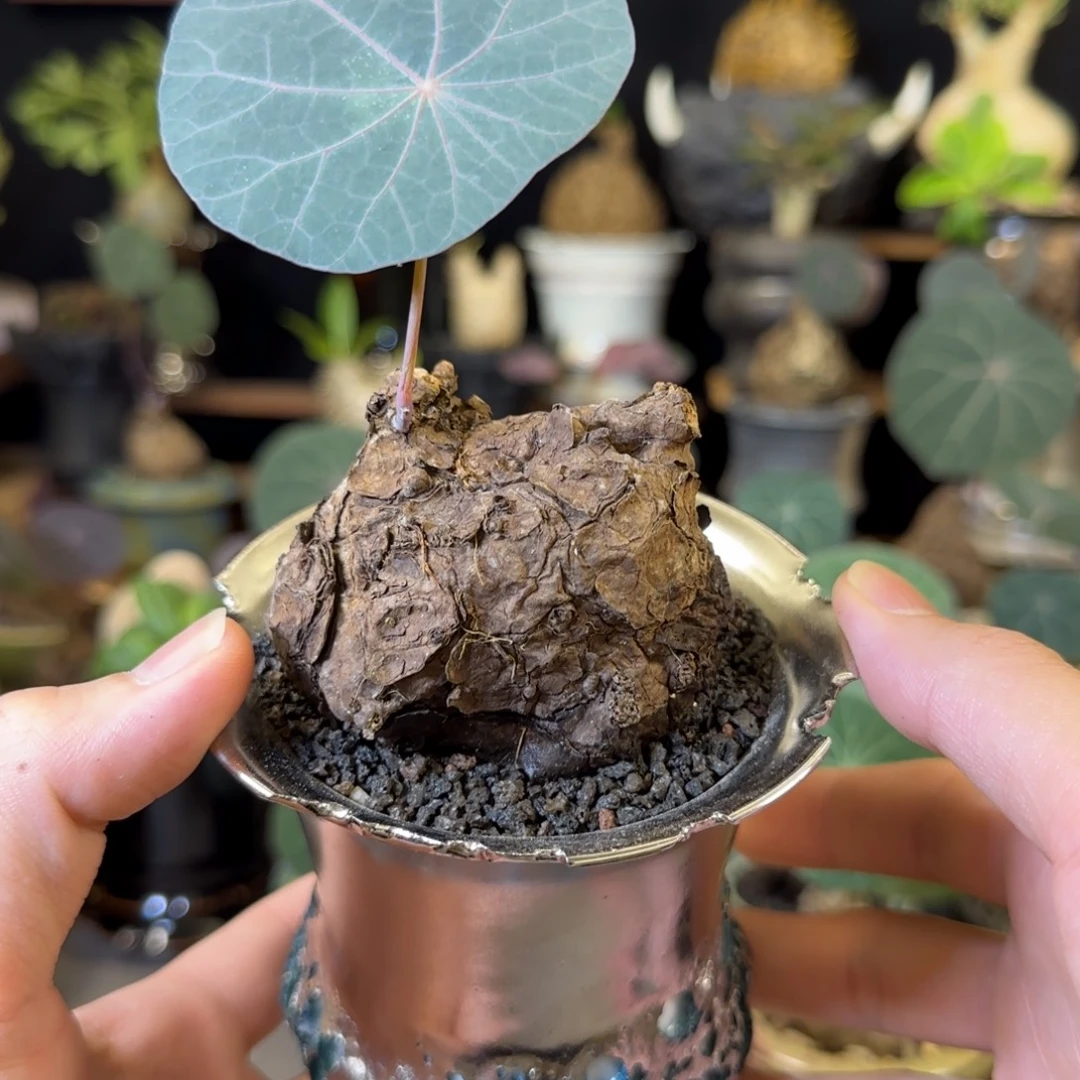 一物一拍老家一叶龟70