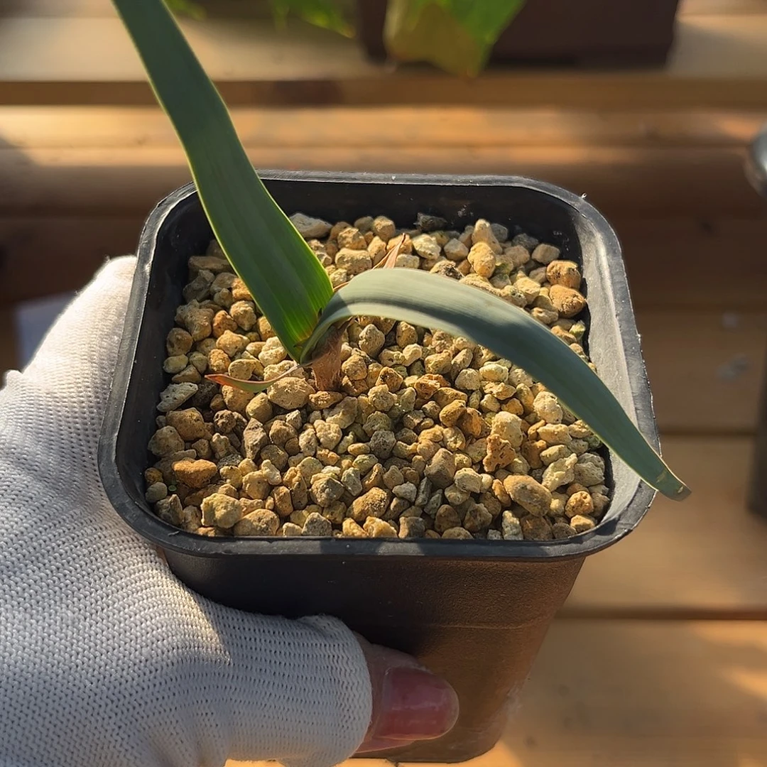 汤圆植物百岁兰哈1