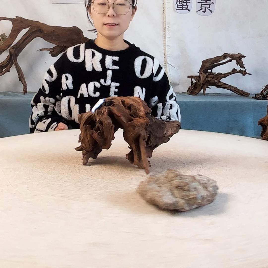 沉木造景爬宠造景