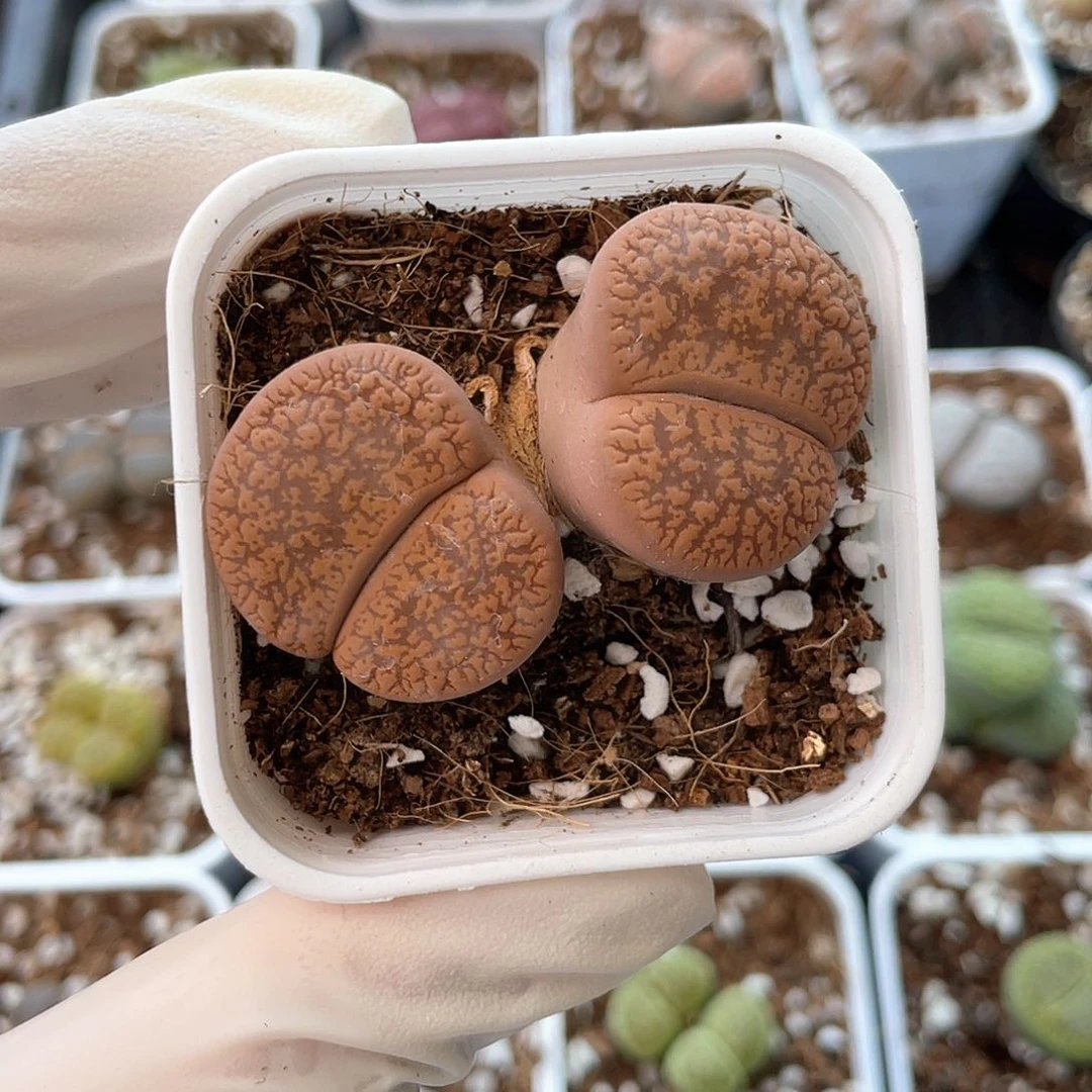 4102大棚清仓甩卖了