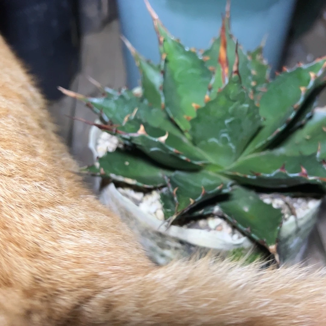 饕***餮无花朵多肉植物圆叶鲸鱼舌顶芽