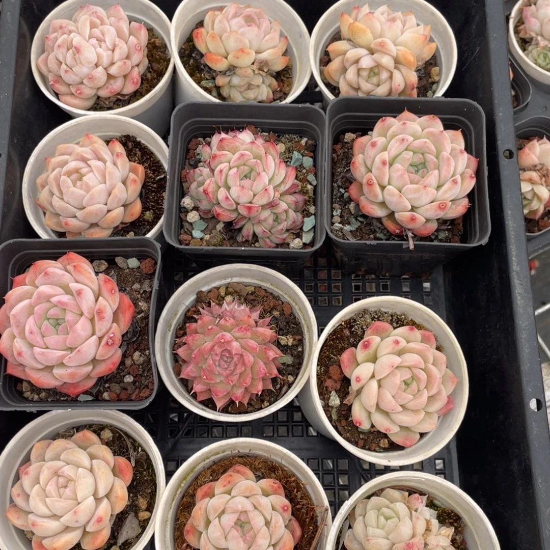 多肉植物十二个精品组922