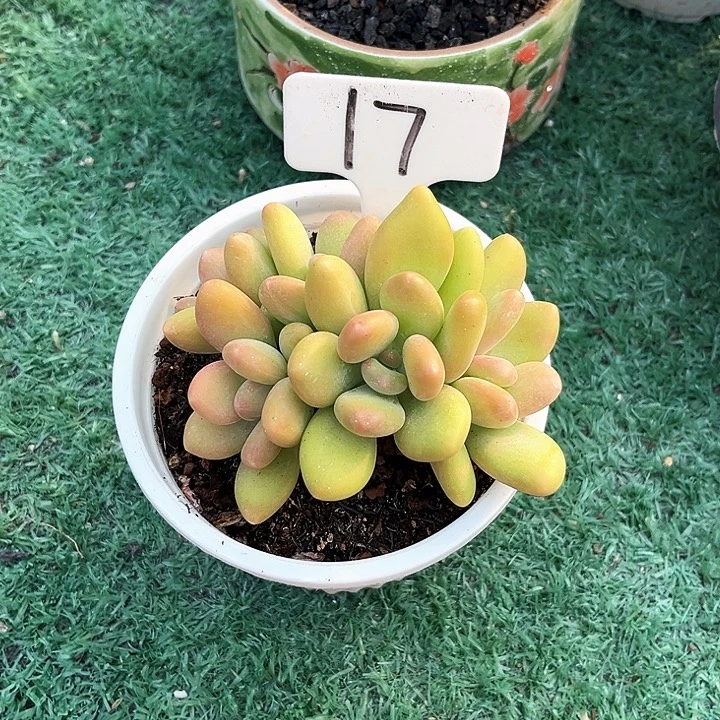 芒果奶17号码牌子的话