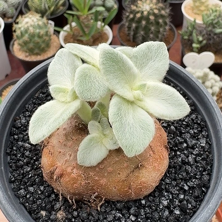 断崖女王仙人球123