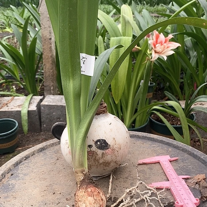 全部花朵孤宝仙子轻瑕疵不售后2号