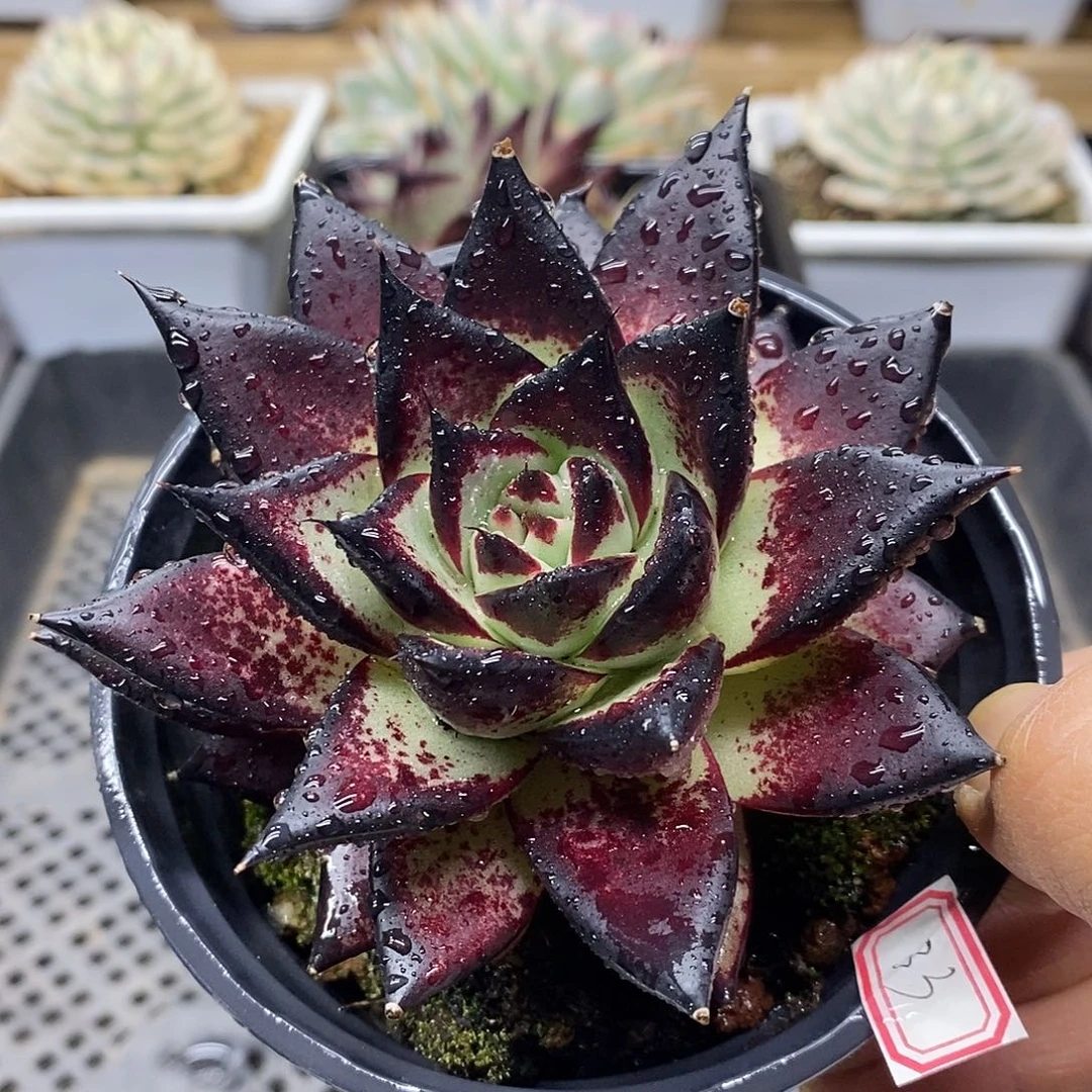 2432 状态乌木 需延时发货