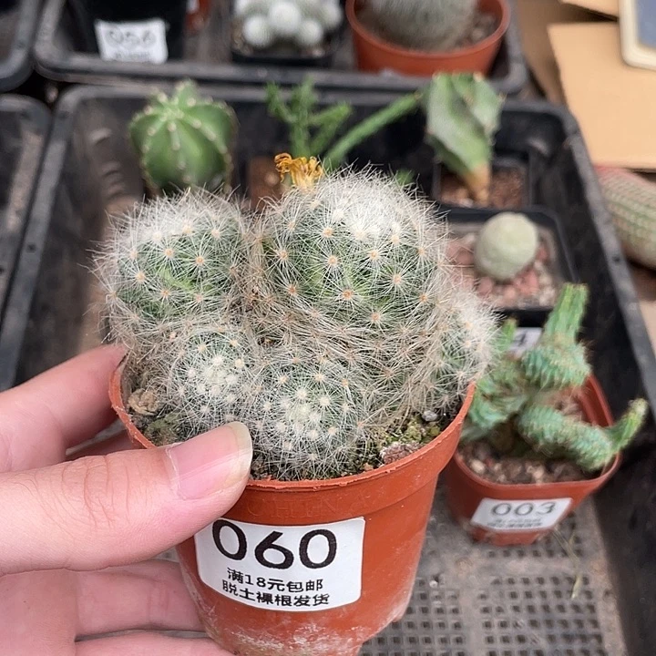 60芳香丸（满18包邮）