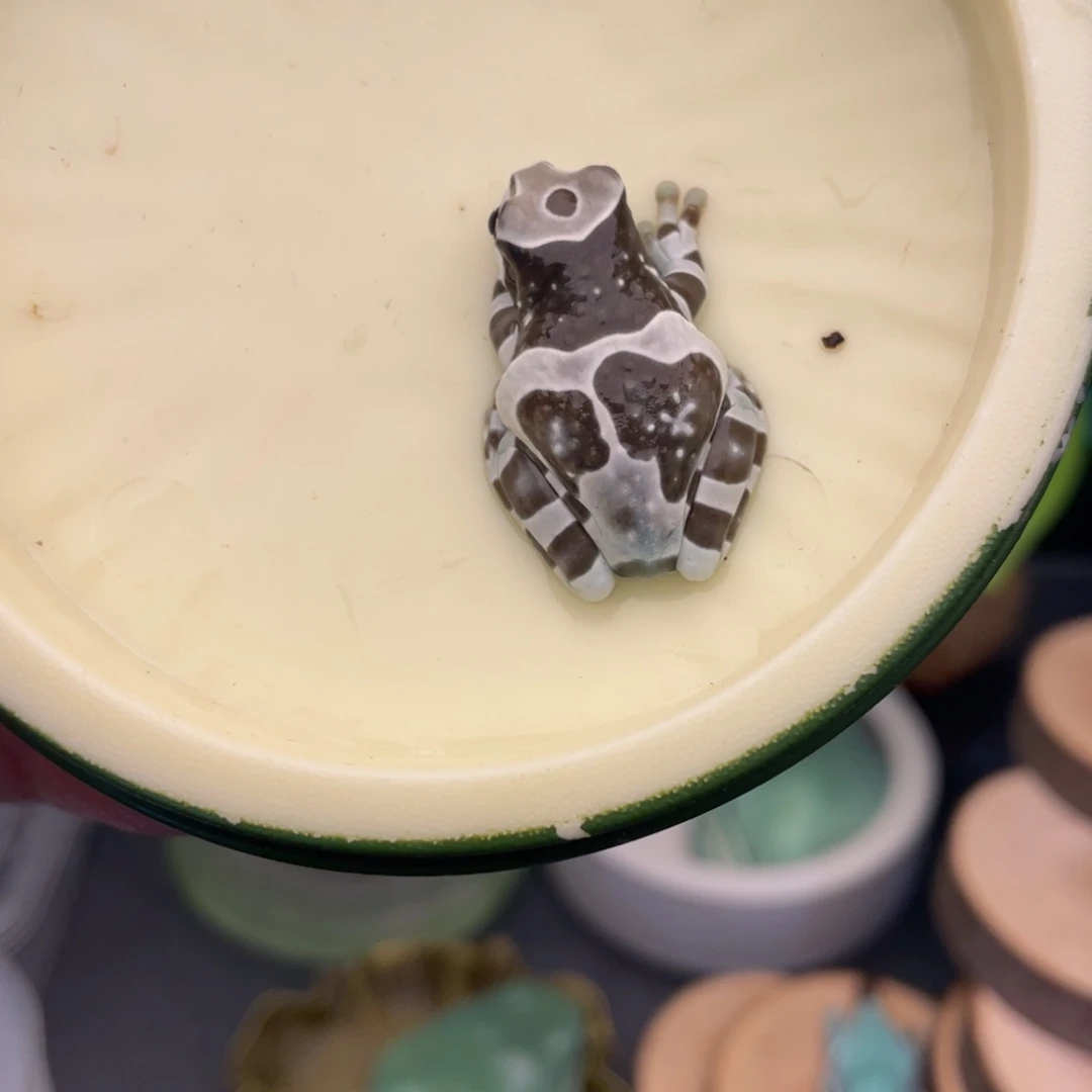 牛奶蛙换牛奶图片