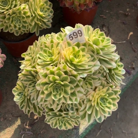 599迈巴赫朵朵多肉，