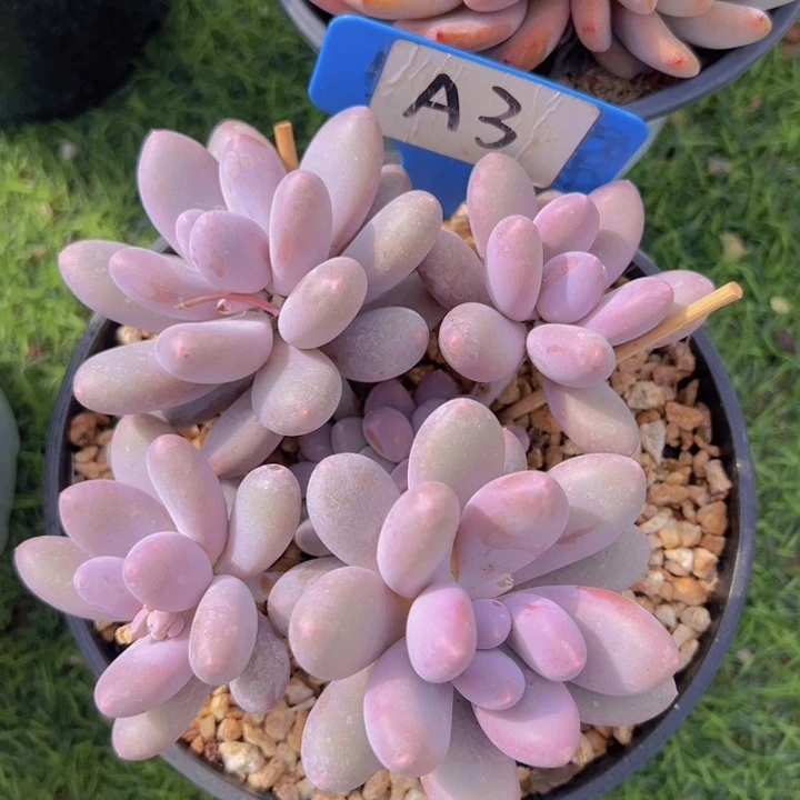 健健康康平平安安