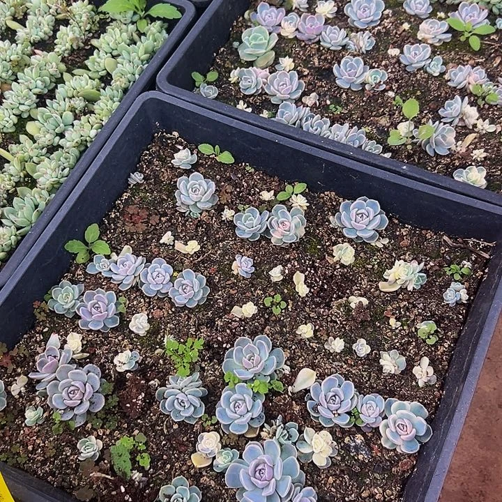 美人系列多肉植物1
