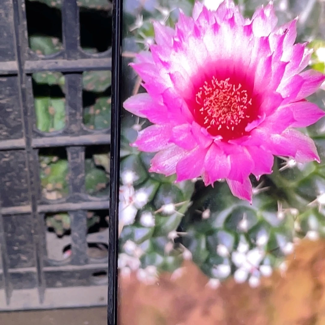 短豪刺象牙 群 嫁接 无根