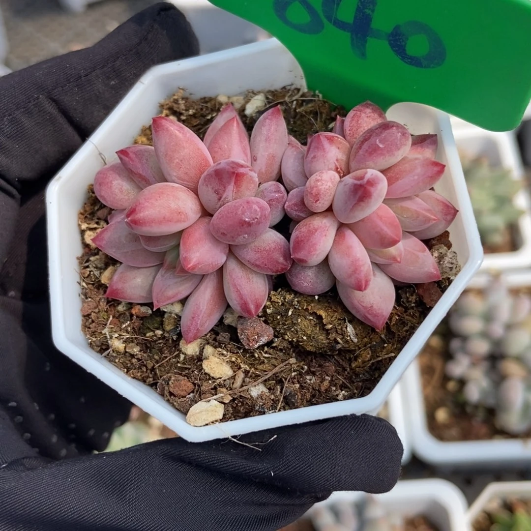 840金鱼姬多肉植物保护不包整