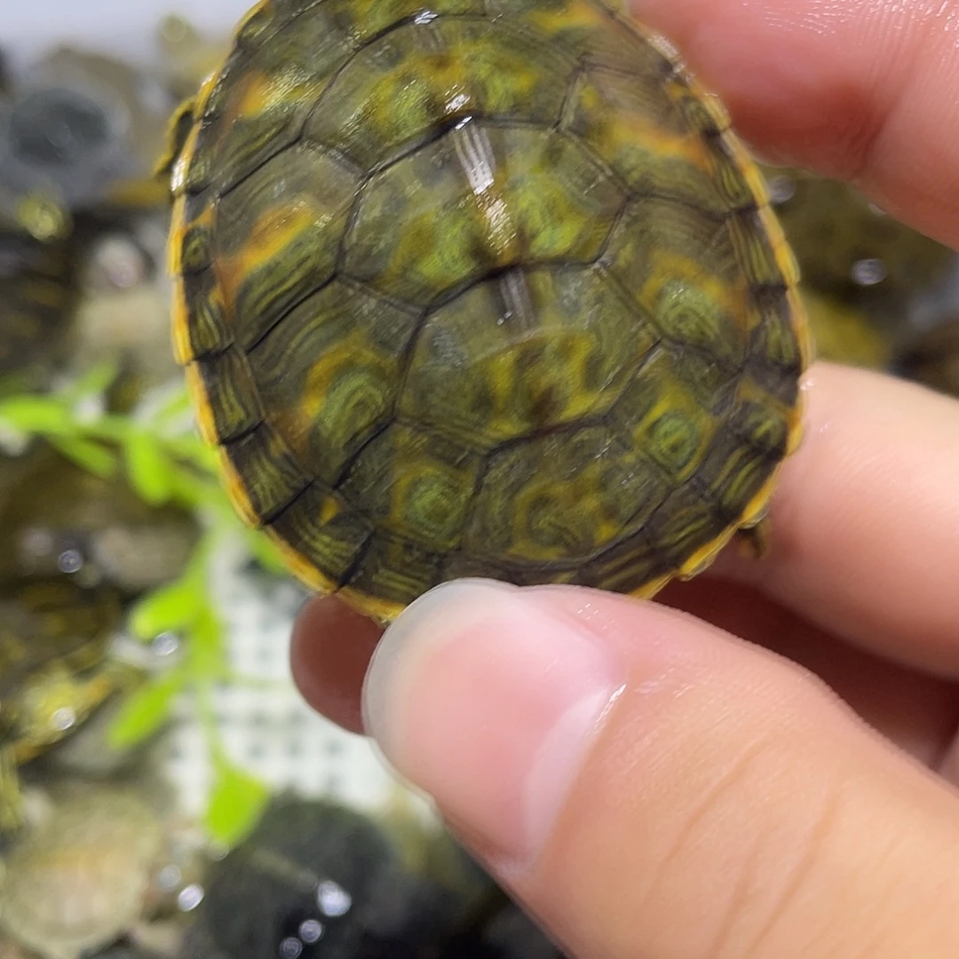 宠物龟不分公母火焰