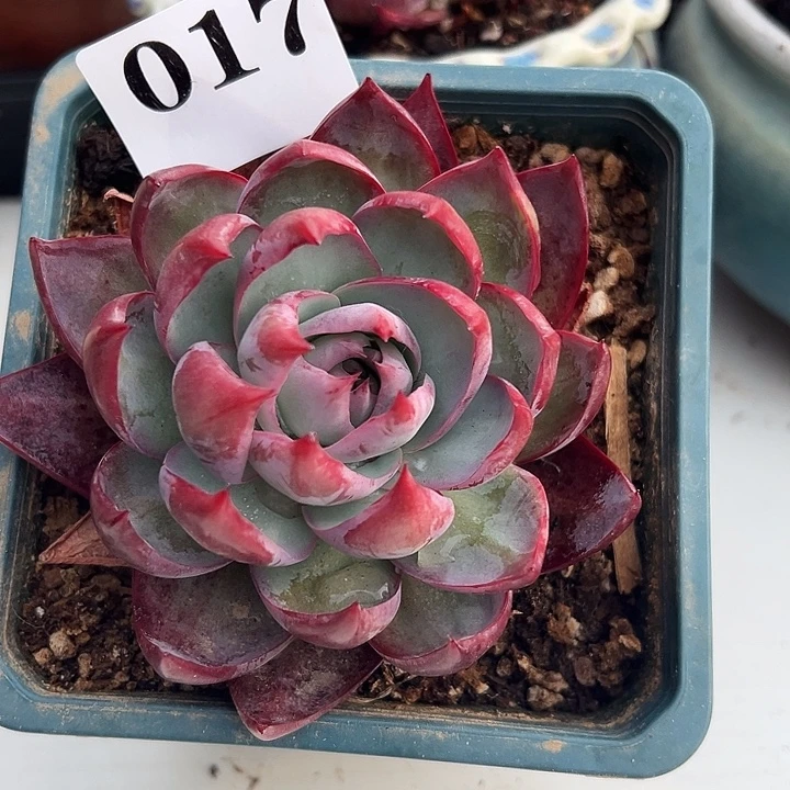 惊鸿惊鸿保底8厘米