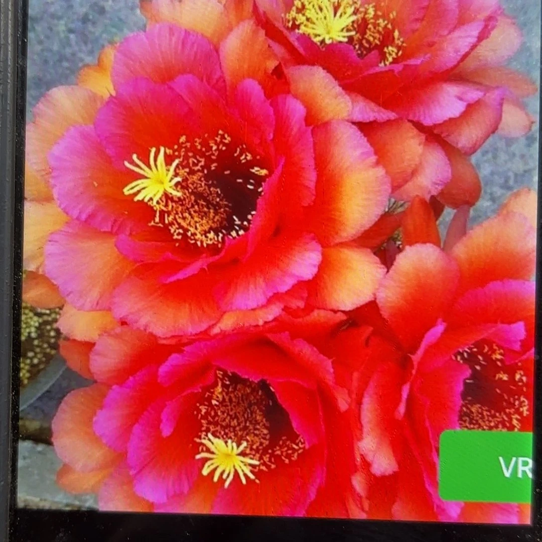 Vr11 侧牙20包邮47