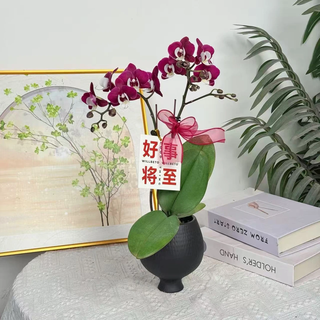 【玖玖团圆】 蝴蝶兰 室内绿植 开花株 好养活养兰