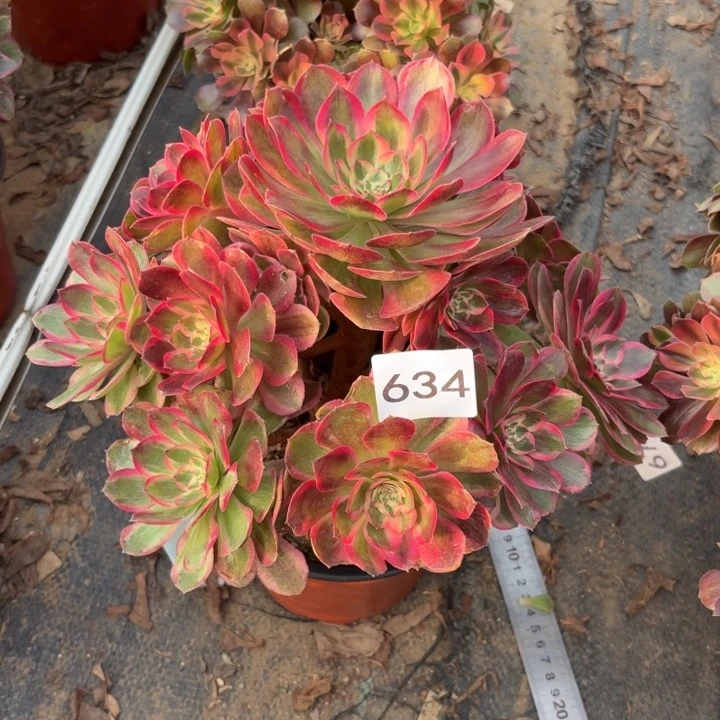 云荷多肉植物不包损634