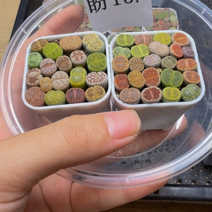 多肉植物的生长发育15
