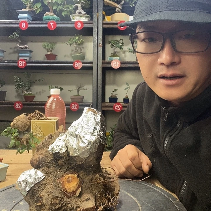 凯***树无花朵小叶榔榆一个