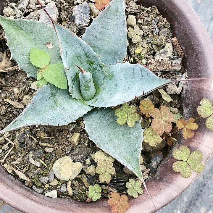 【闪购商品】龙舌兰赖光