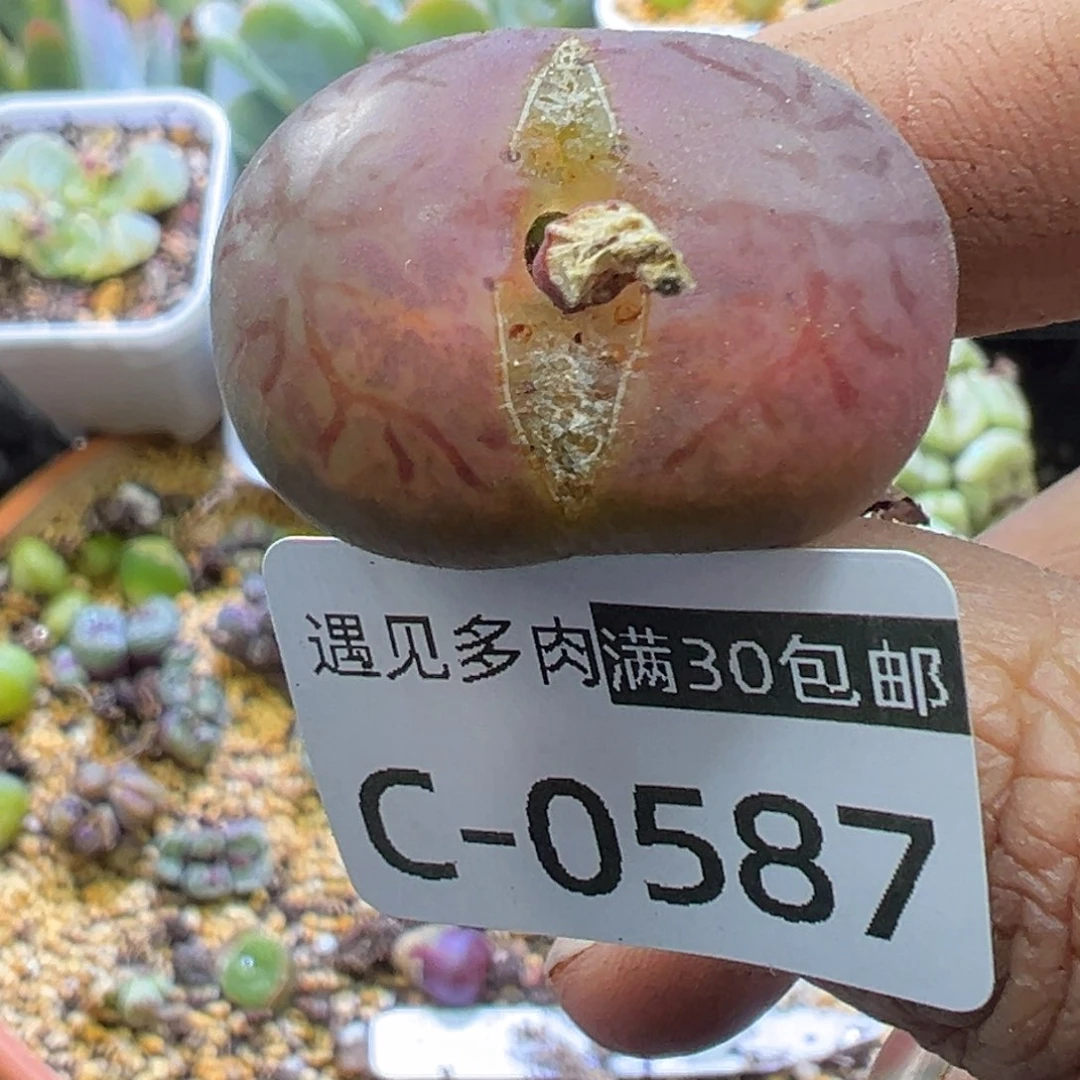 多肉植物111111111111111111