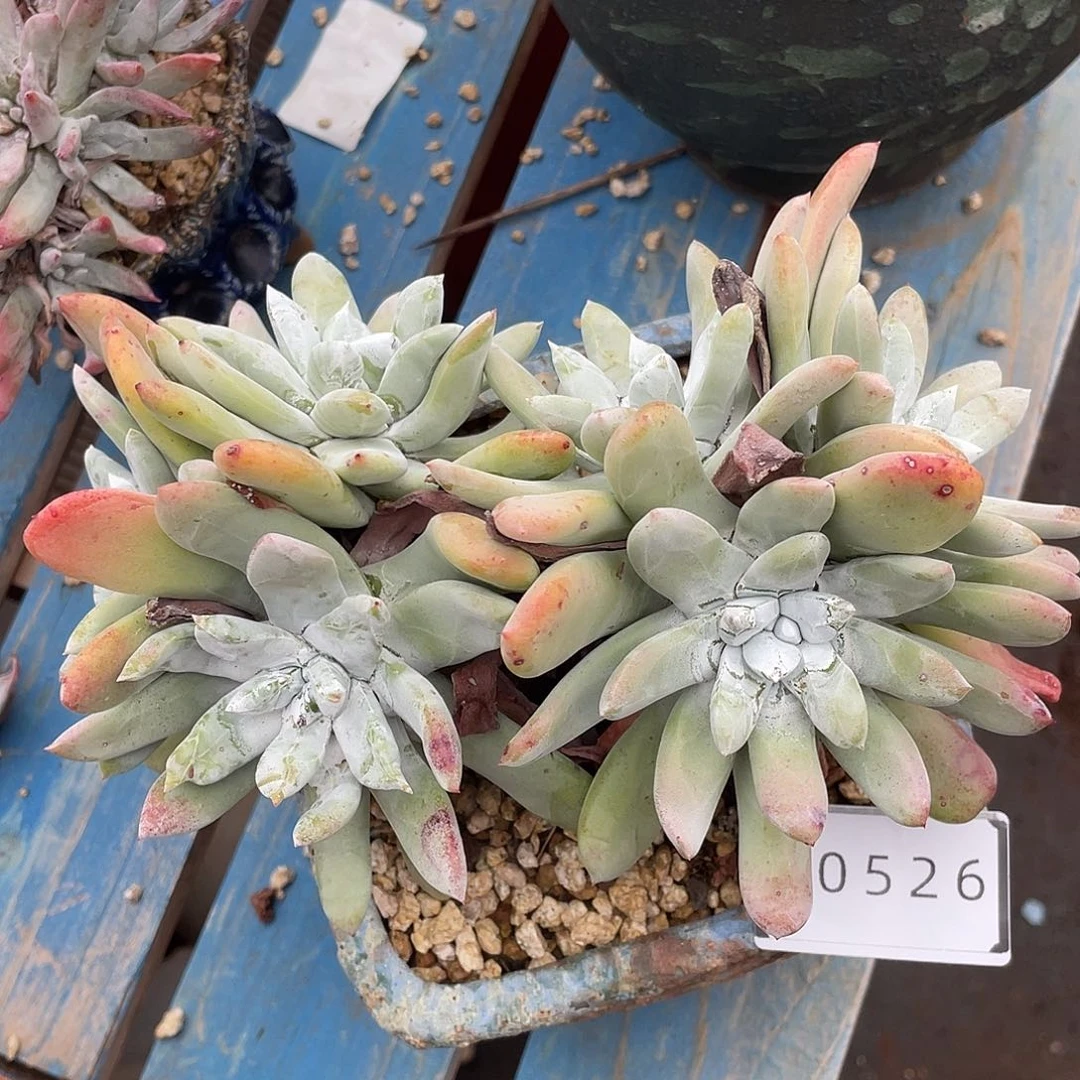 红帕大群多头10526