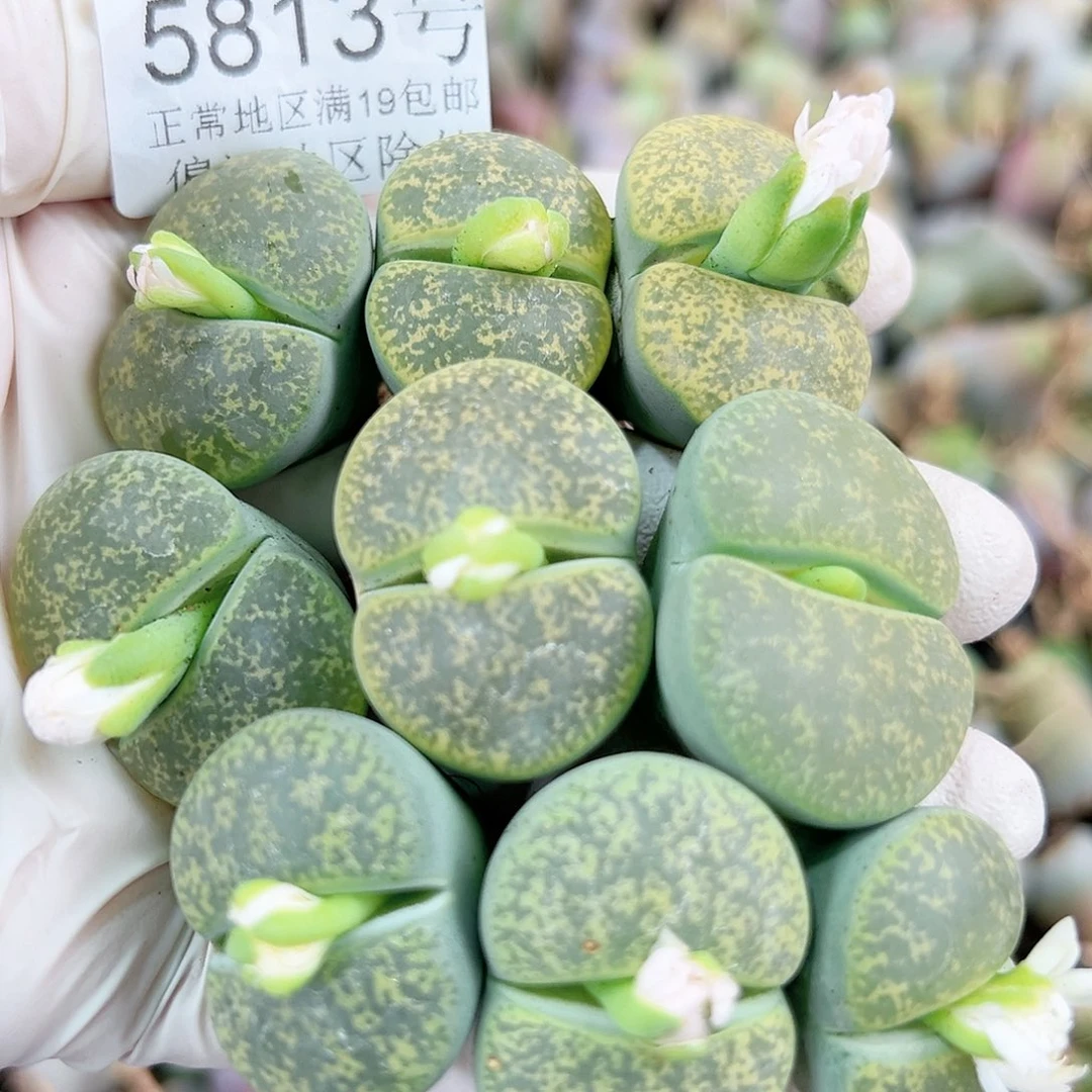 5813 好养易活生石花大母本9个2.5cm左右