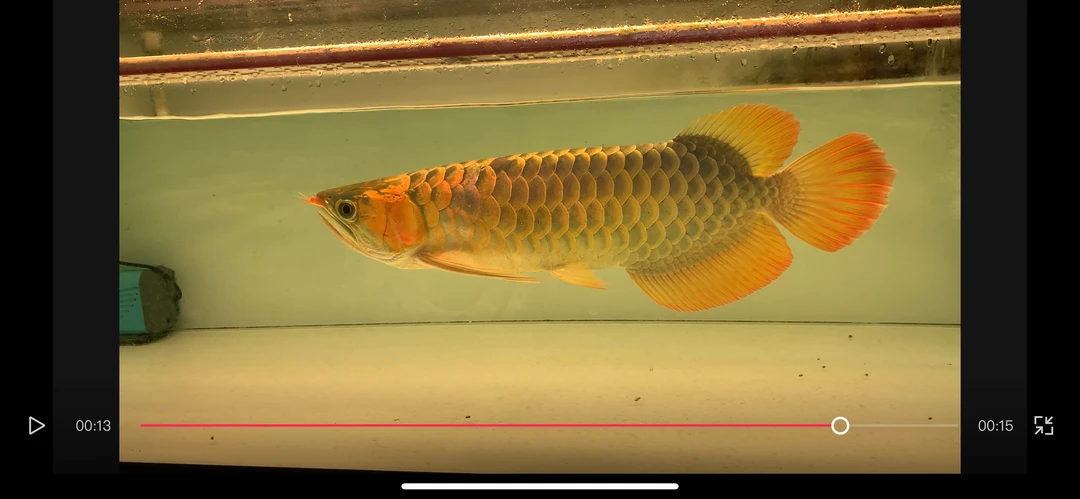 印尼红龙50公分鱼