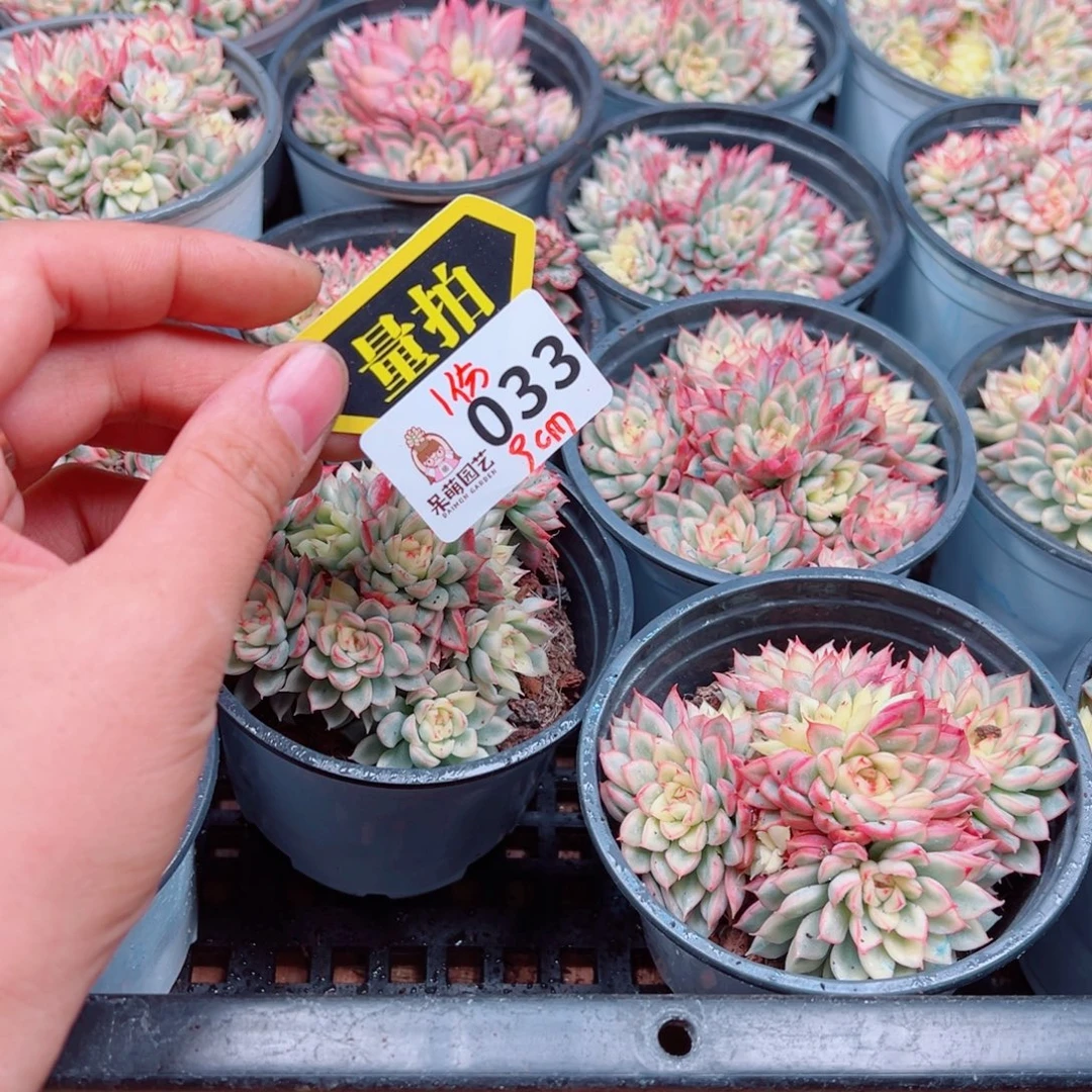 多肉植物多肉植物