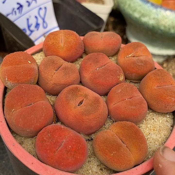 正版水蜜桃一颗    买2送1