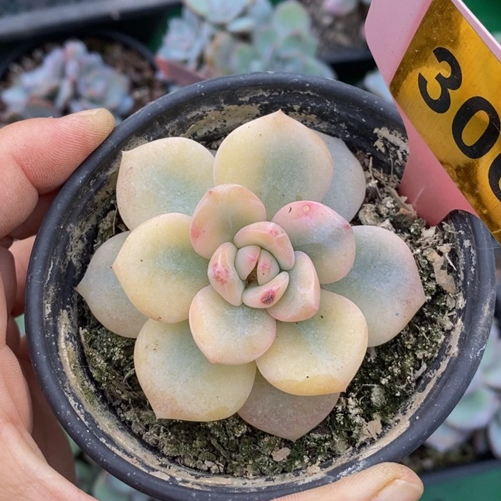 306号星影宽锦11111