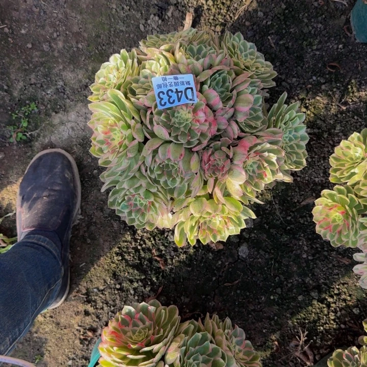 孔雀翎花25-17包邮花花