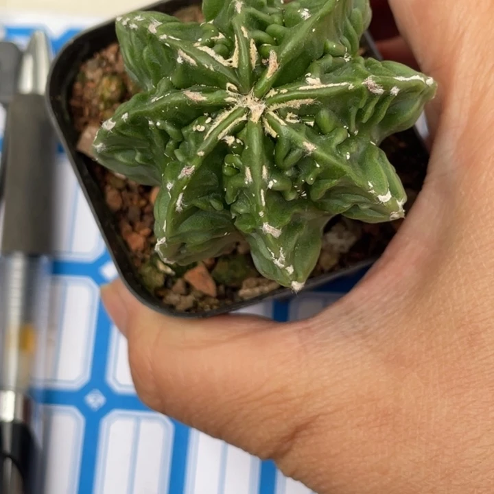 ****呀实生核桃带盆发货