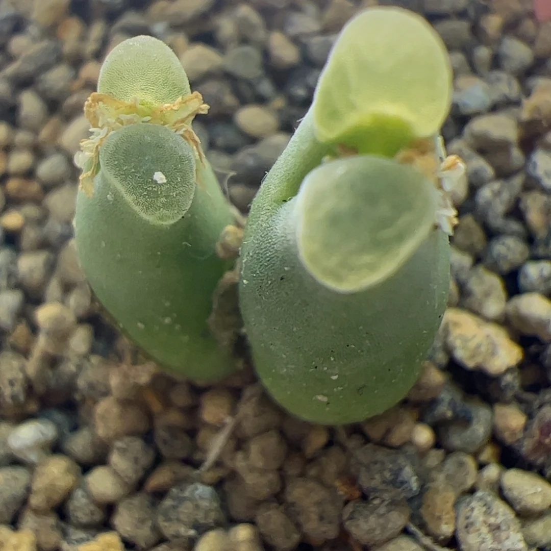 sb806极窗佛肚风铃玉